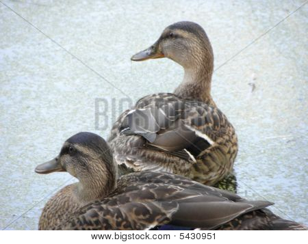 Enten im trüben Wasser