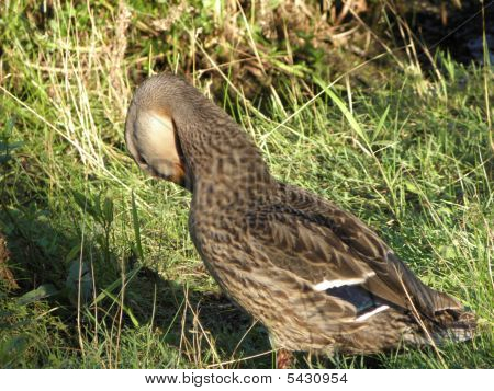 Ente kratzen