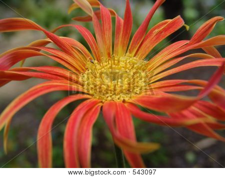 Flor - laranja
