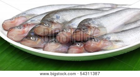 Fresh Water Pabda Fish