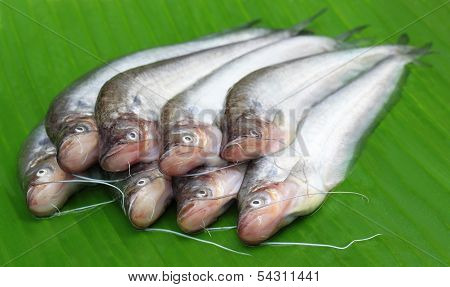 Fresh Water Pabda Fish