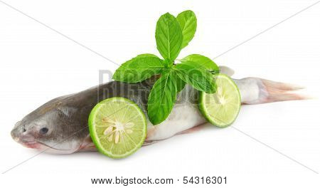 Rita Fish Of Southern Asia