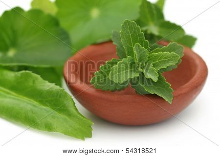 Stevia With Other Medicinal Herbs