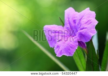 Mexican Petunia