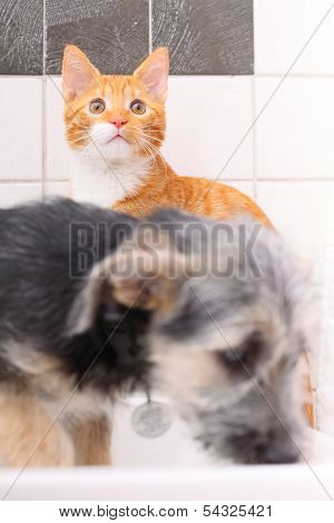 Animals At Home Dog And Cat Playing Together In Bathroom
