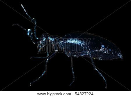 Beetle (meloe Sp. Violatus)