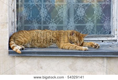 Cat At A Window
