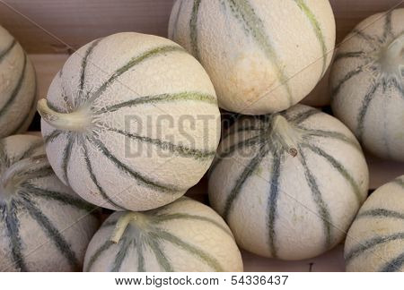 A group of freshly picked cantalopes