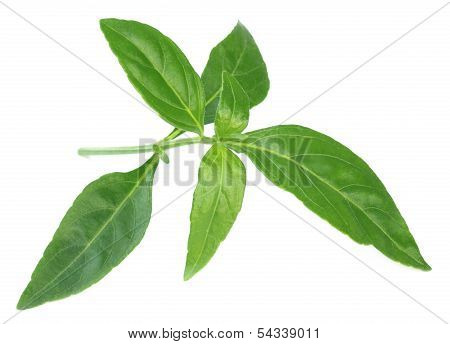 Ayurvedic Medicinal Chirata Leaves