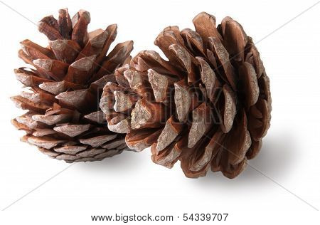Two Juniper Cones