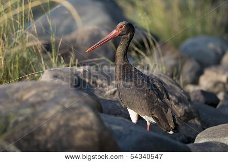 Black Stork In Ranthambhore N.p. - India