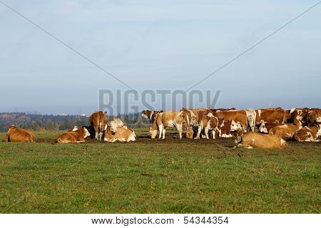 Cows On Pasture