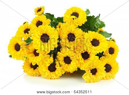 Beautiful yellow chrysanthemum isolated on white