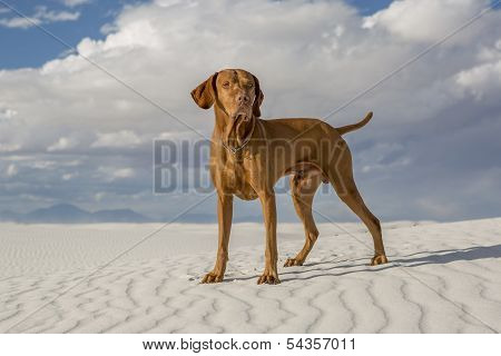 Male Vizsla Dog Outdoors