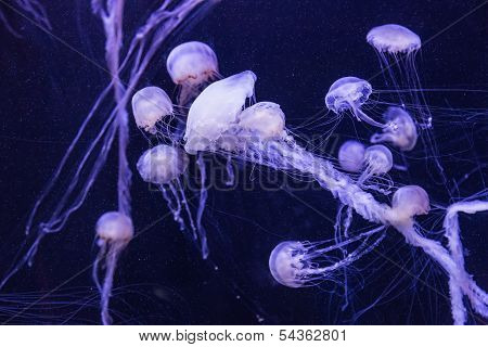 Beautiful Jellyfish Moving Slowly In Aquarium In Dubai