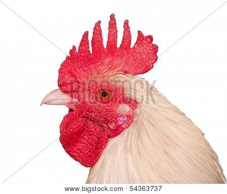 Closeup of a white rooster, isolated on white