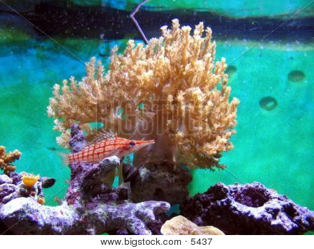 Hosszú orrú Hawkfish