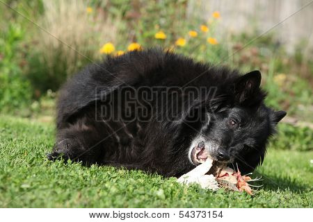 Beautiful Bitch Eating Fresh Salmon