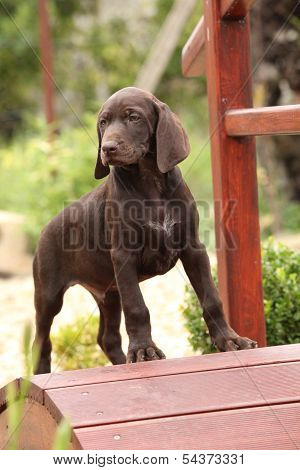 Nice Brown Puppy On Small Garden Bridge