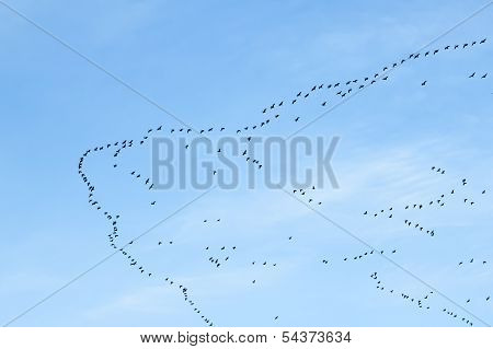 Migration Of Birds