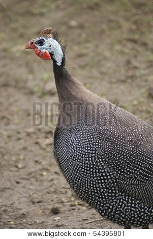 Helmeted Guineafowl - Numida Meleagris