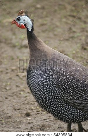 Helmeted Guineafowl - Numida Meleagris