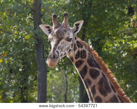 Young Baringo giraffe
