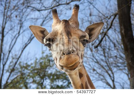 Young Baringo giraffe