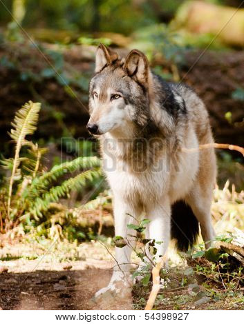 North American Timberwolf Wild Animal Wolf Canine Predator Meat Eater