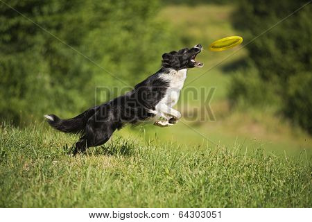 Border Collie