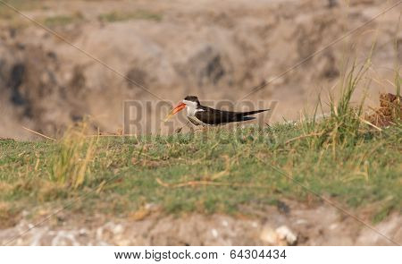 African Skimmer, Chobe National Park