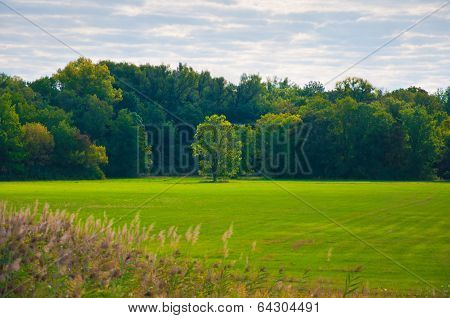 Landscape With Tree