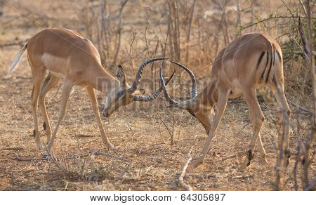 Impala antelopes fighting