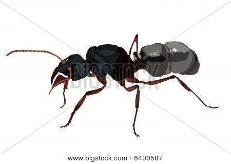 Ant