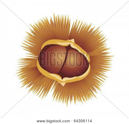 vector icon chestnut