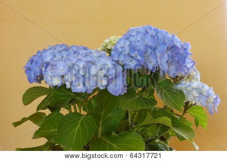 Blue Hydrangea
