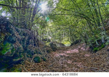 Woods