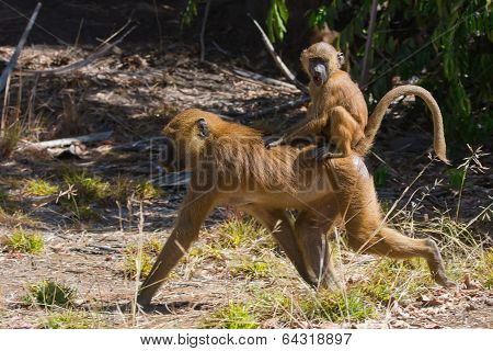 Young Western Baboon (papio Papio) Riding On Its Mothers Back