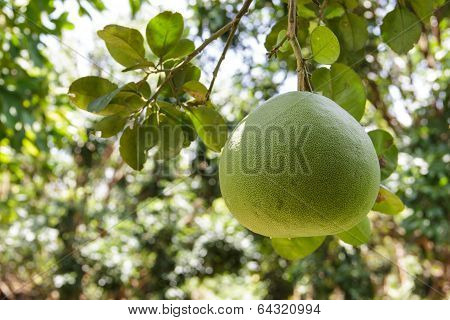 Pomelo
