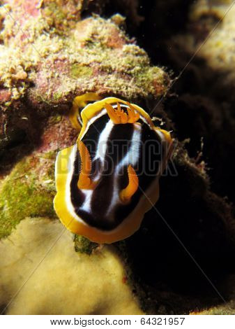 African chromodorid