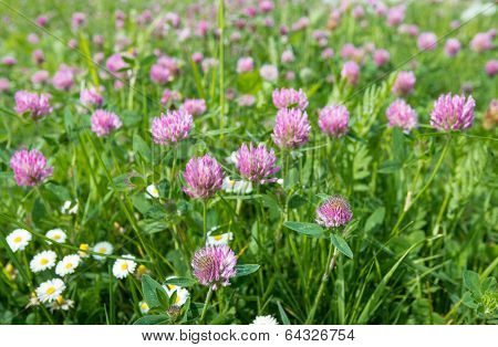 Red Clover From Close