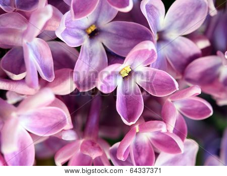 Syringa