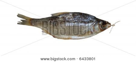 Gezouten zeevis roach
