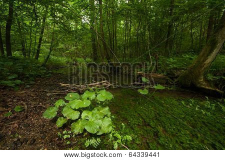 Group of coltsfoot plants in a marsh