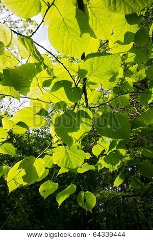Background of young leaves