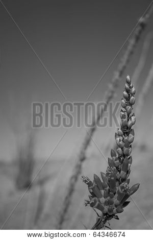 Blooming Ocotillo