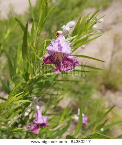 Chilopsis linearis blossom