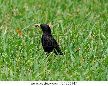 European Starling Eating Insect