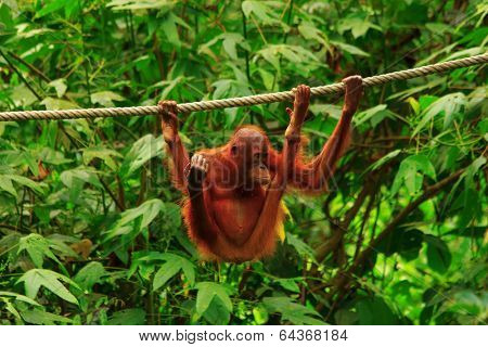 Orangutan in rainforest