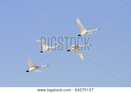 Cygnus cygnus, whooper swan in the sky.